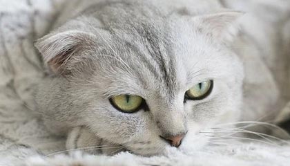 意杯冠军夜布冯冲击新纪录 6度捧杯将比肩曼奇尼